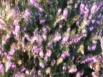 Réveil de la nature