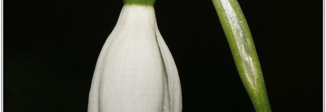 Perce-Neige (1) - Galanthus nivalis