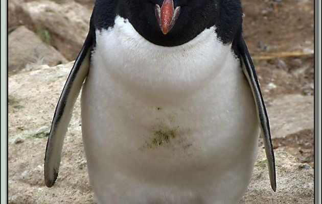 Gorfous sauteurs (Eudyptes chrysocome) : mais non, on n'est pas en colère, on est comme ça, c'est tout ! - New Island - Falkland Islands, Iles Malouines, Islas Malvinas