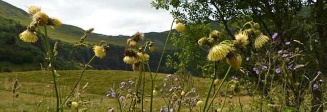 Cirsium erisithales  -  cirse glutineux