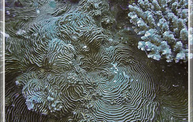 Superbe drapé d'un corail encroûtant : Pachyséris lamellaire, Castle coral (Pachyseris speciosa) - Spot Antsoha (Rocher 4ème Frère) - Tsarabanjina - Mitsio - Madagascar