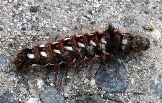 une chenille ?