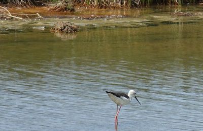 EB - Echasses blanches au Teich...