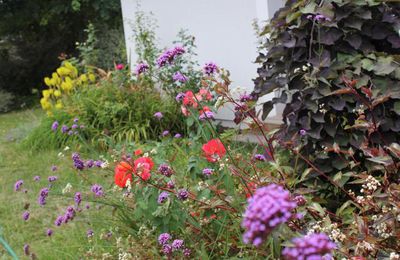 Rosier orange sanguine 'Emilien Guillot', kniphofia jaune citron 'Limelight' et cercis canadensis pourpre 'Ruby falls'
