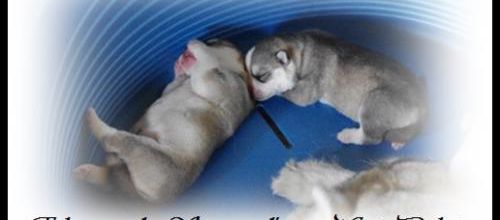 Portée Husky Elouka J+5 (27 juin 2014)