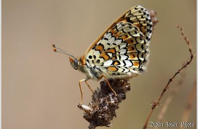 Mélitée du Plantain (1) - Melitaea cinxia