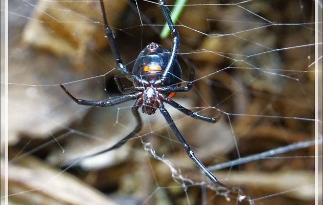 Araignée Veuve noire ? Black widow Spider ? Yes : Ménavodie, Latrodectus noire (Latrodectus menavodi) - Nosy Sakatia - Madagascar