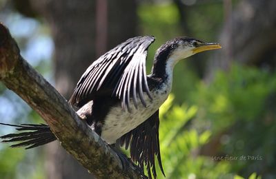 Spécial les 220 ans de la Ménagerie du Jardin des Plantes : Le Cormoran Pie