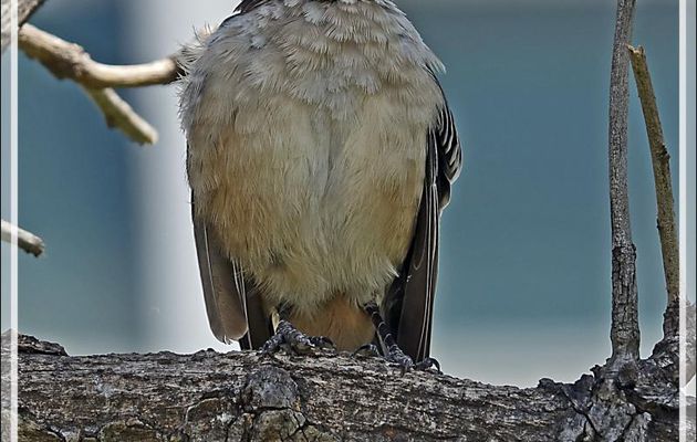 Moqueur plombé, Chalk-browed Mockingbird (Mimus saturninus) - Place de Mai - Buenos Aires - Argentine