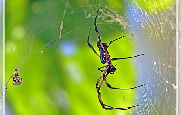 Araignées Néphiles dorées femelles (Nephila inaurata) - Remire Island - Seychelles