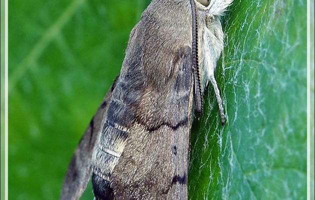 Papillon Moro sphinx au repos, Sphinx colibri, Sphinx du caille-lait (Macroglossum stellatarum) - La Couarde-sur-Mer - Ile de Ré - 17