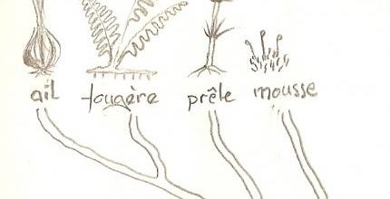 arbre phylo 