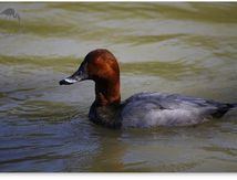 Fuligule milouin - Aythya ferina
