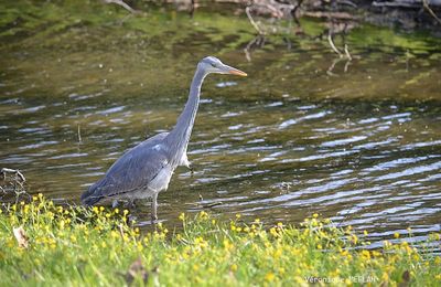 Rambouillet : Le Héron Cendré