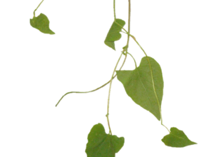 Ѽ Vegetation