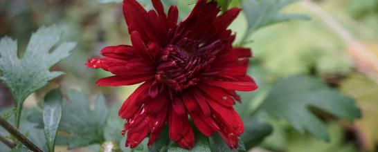 Chrysanthème Duchesse d'Edimbourg