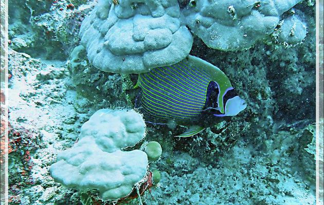 Poisson-ange empereur (Pomacanthus imperator) - Plongée à l'île Bijoutier - Seychelles