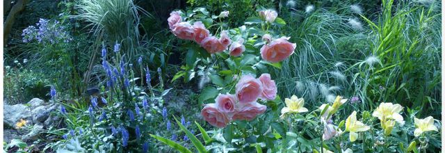 Quelques scènes du jardin