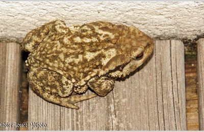 Crapaud Commun (1) - Bufo bufo