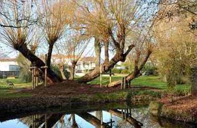 EB - Un arbre remarquable : le saule blanc du Parc des Sources, à La Rochelle...