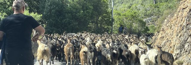 Départ pour la transhumance - Galéria