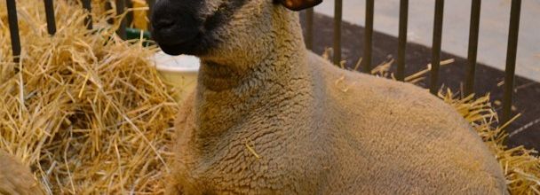 Salon de l'Agriculture 2012 : Le mouton HAMPSHIRE