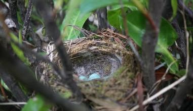 Des nouvelles de la pouponnière