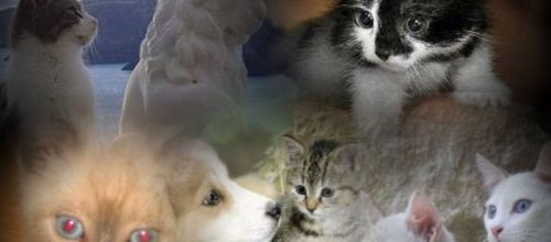 CREA CHATS ET CHIEN