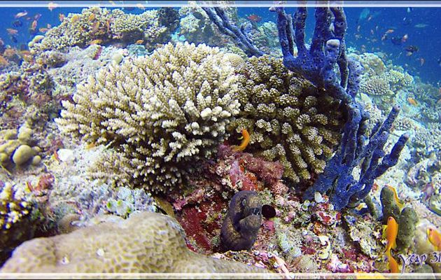 Une murène de Java de très mauvais poil ! - Kuda Faru Thila - Atoll d'Ari - Maldives