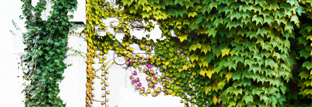 ѼVegetation