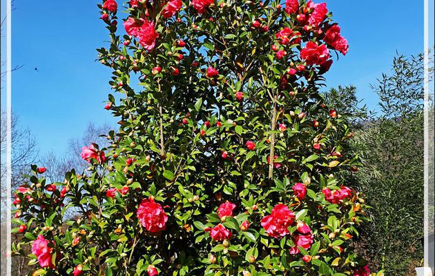 La première fleur du Camélia japonica 'Kramer's Suprême' - Lartigau - Milhas - 31