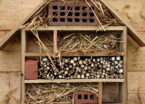 InsectLand..Notre abri à insectes