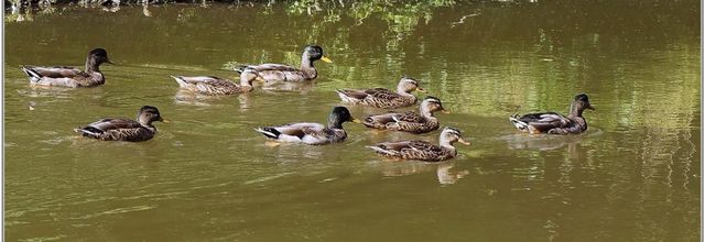 Canard Colvert (3) - Anas platyrhynchos