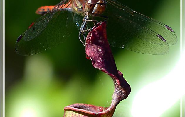 Libellule rouge Sympétrum strié (Sympetrum striolatum) mâle - Lartigau - Milhas - 31
