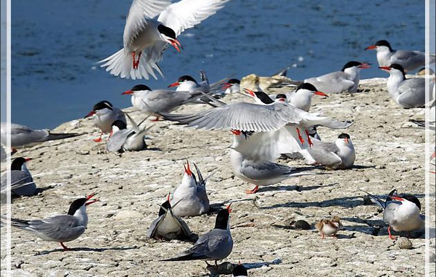 L'îlot aux Sternes pierregarin, Common Tern (Sterna hirundo) et le nourrissage - La Couarde-sur-Mer - Ile de Ré - 17
