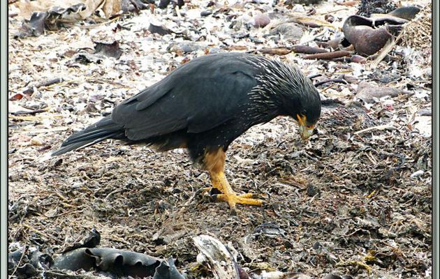 1er mars 2013, dernier jour avant la navigation vers Montévidéo : premier débarquement à Saunders Island - Caracara chimango (Milvago chimango) - Falkland Islands, Iles Malouines, Islas Malvinas