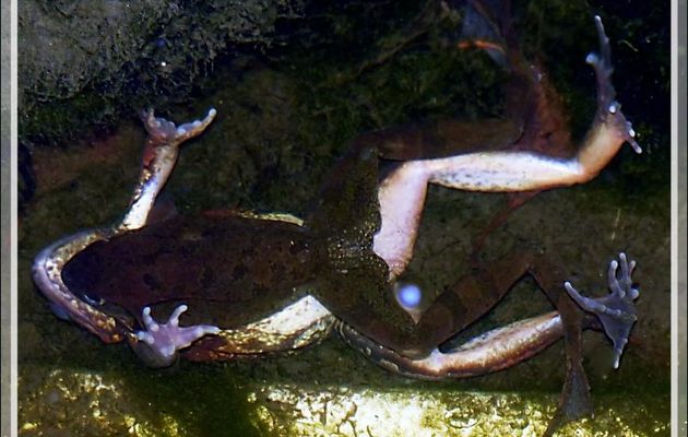 Grenouilles rousses : étreinte matinale à la missionnaire, c'est le pied avec les orteils en éventail ! - Lartigau - Milhas - 31
