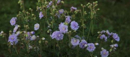 Geranium pratense Summer Skies