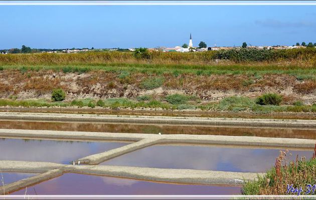 Ars-en-Ré : son clocher, ses marais, ses cormorans, ses nidifications de sternes pierregarins - Ile de Ré - 17