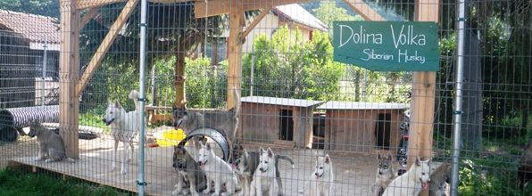 10 semaines: jeux de chiots