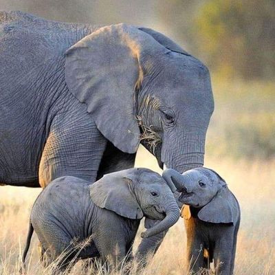 Cadeau de mon amie Dominique sur Facebook 