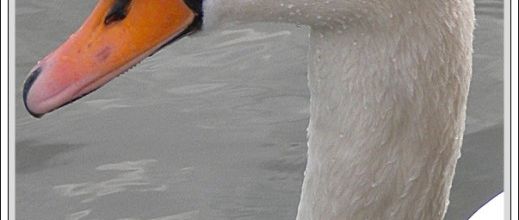 Lac des Minimes : Le cygne blanc