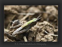Criquet verdelet immature