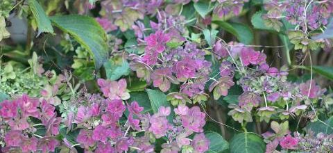 Mon jardin de Toussaint -2