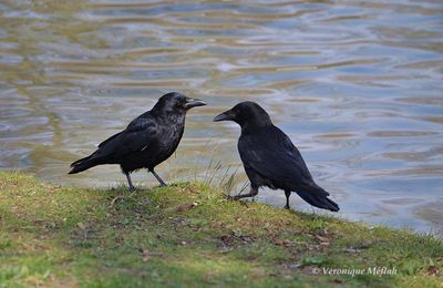 Lac Daumesnil, bois de Vincennes : la corneille noire, un oiseau mal aimé