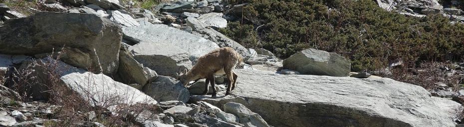 Dans le vallon de l'Orgère #2