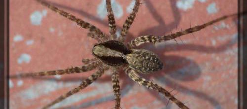 Pardosa sp, l'araignée loup
