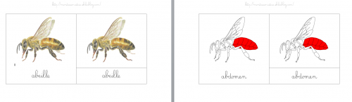 [Nomenclatures] Anatomie de l'abeille
