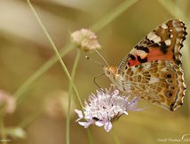 Vanessa Cardui - Belle dame