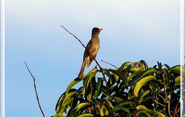 Bulbul de Madagascar, Malagasy Bulbul (Hypsipetes madagascariensis) - Nosy Be - Madagascar